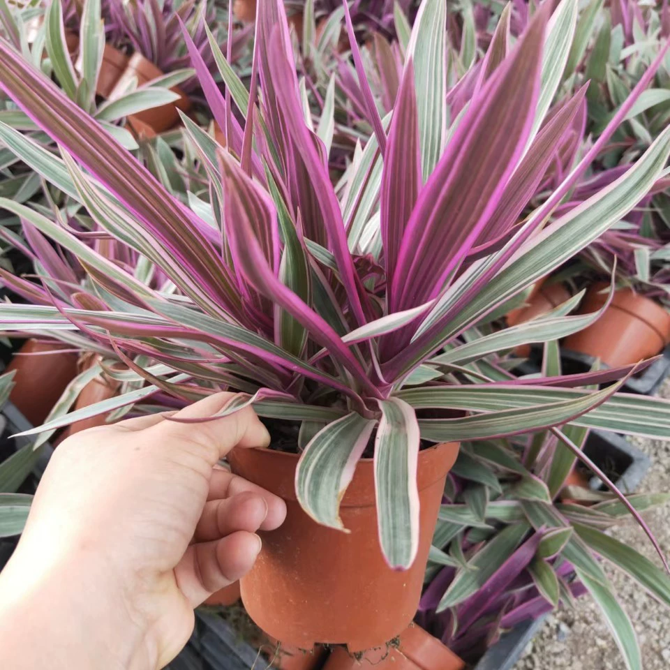 2207 база оптовая поставка цветочных листьев мидий в горшечных мешках