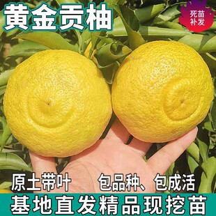 һ�����l�S��ؕ�֘����ϱ���ͥԺ�G�������ͺ����Լ޽Ӵ���������