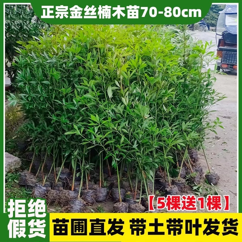 希少な金南木の苗木10本、成都の貴重な小葉南木の鉢植え苗、土植えの大きな苗木|undefined