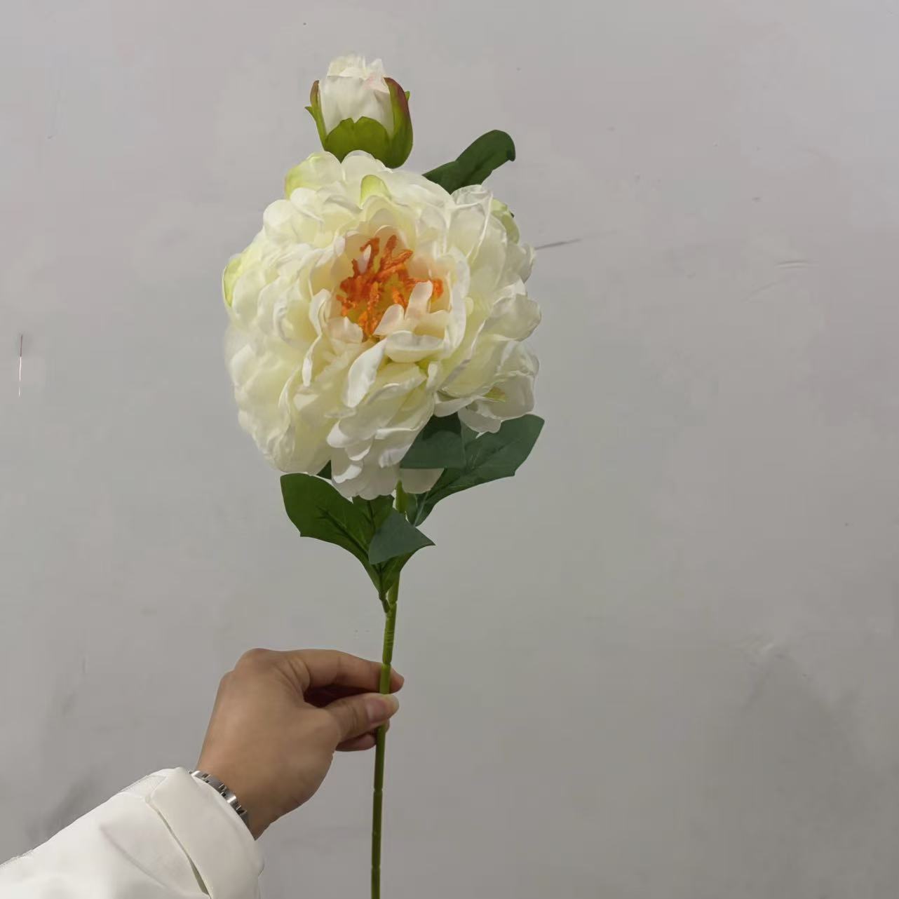화이트