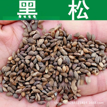 �羳�N�� ��ľ�N�� ���ɷN�� ��ѿ�� ���ɘ�N�����l 1��=1��