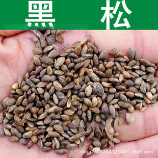 �羳�N�� ��ľ�N�� ���ɷN�� ��ѿ�� ���ɘ�N�����l 1��=1��