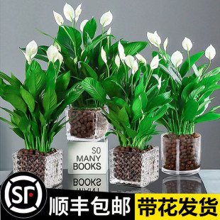 White Peace Lily, Easy-To-Grow Potted Hydroponic Plant, Office Flowers, Green Plants, Pothos, Red Peace Lily, Money Tree, Easy to Maintain