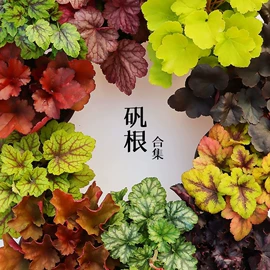 盆栽;花盆容器;宿根花卉