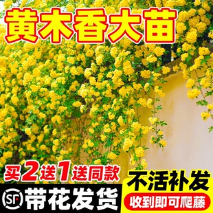 �Sľ�㻨������ֲ�ﻨ���ذ�tľ������Nޱ�ļ�����ͥԺ��������