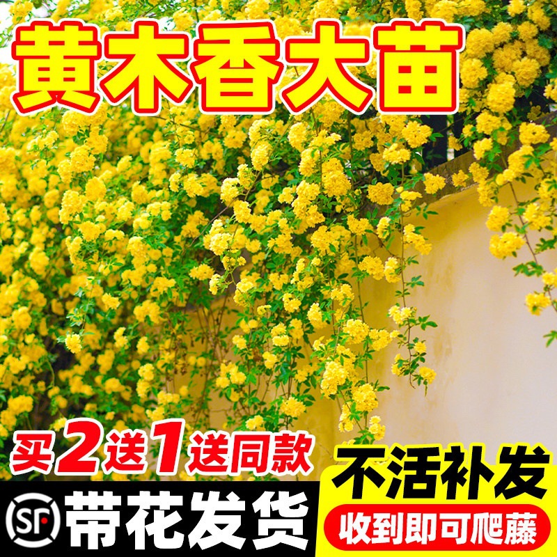黄木香花苗爬藤植物花卉重瓣红木香树苗蔷薇四季爬藤庭院大苗盆栽