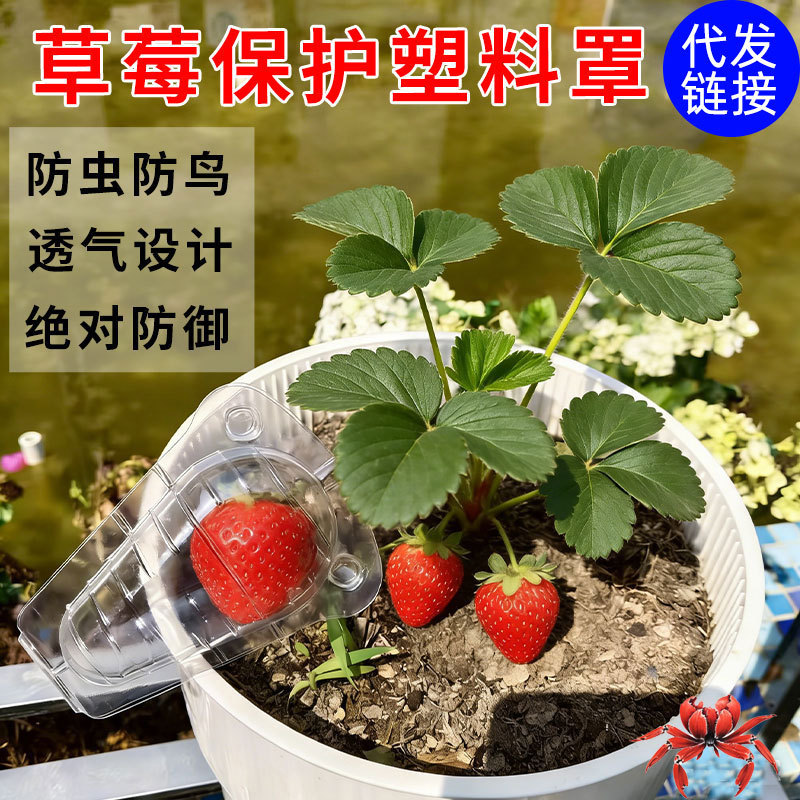 Professional Anti-Bird and Anti-Insect Strawberry Plastic Protective Cover Bag, Strawberry Planting Protective Shell with Complete Functions, Essential for Orchard Planting Professional Anti-Bird and Anti-Insect Strawberry Plastic Protective Cover Bag, Strawberry Planting Protective Shell with Complete Functions, Essential for Orchard Planting