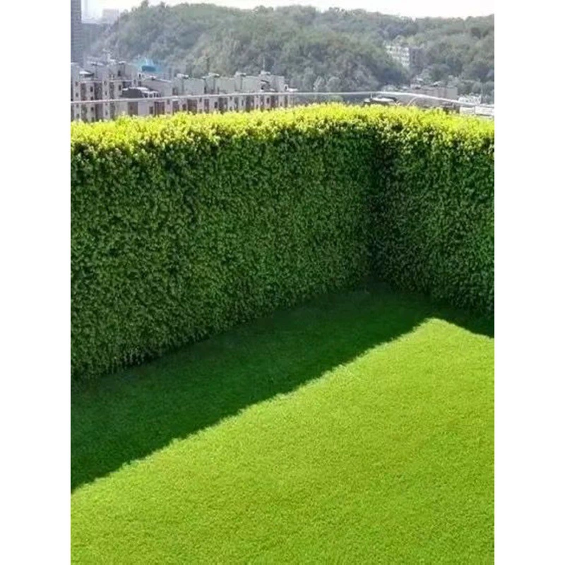 Четырехсезонные вечнозеленые саженцы остролиста, саженцы для заборов, высокие кусты самшита с крупными листьями для оград в стиле Хоккайдо, морозостойкие растения.