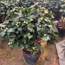 ����ɽ�軨���Ԏ�������ɫ�൤����ֲ���҃Ⱥ��B�軨�����ļ��_��