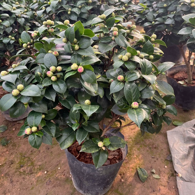 Xiangfei Camellia Горшечные растения с бутонами Пятицветные красные цветочные растения Домашние хорошие рассады камелии Цветение в четыре сезона