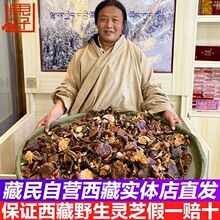 西藏野生灵芝林芝野生赤灵芝赤芝干货整朵赤灵芝野生礼盒装