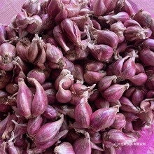 �r��С���[�t��Ƥ���[�^�N�������̨�ļ��[ե�[���ָ��[�^���l