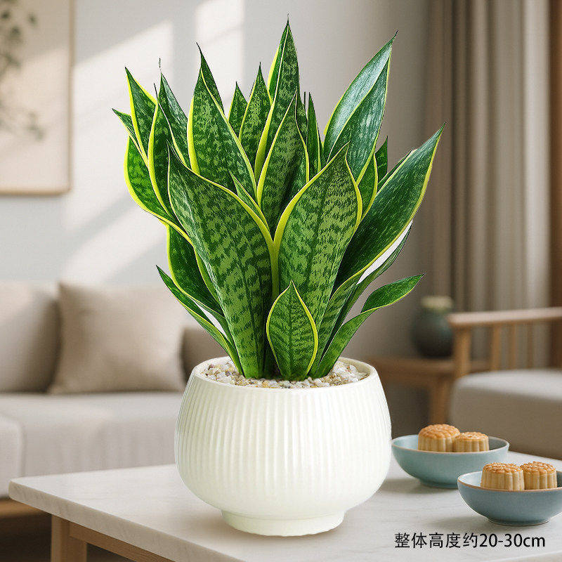 Select a+ grade phnom penh tiger orchid + round pot quicksand + ceramics + fertilizer