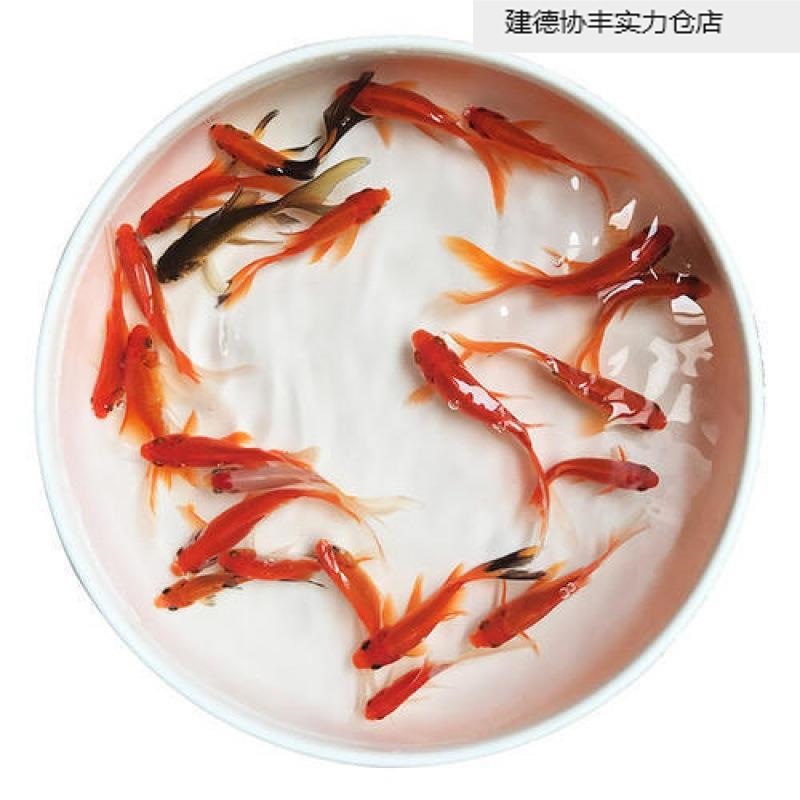 小金鱼苗观赏鱼冷水耐活好养鱼淡水红白锦鲤活鱼小型鱼金鱼活鱼源