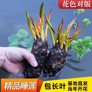 Water Lily Root Block Pond Water Lily Flower Rhizome Hydroponic Plant Four-Season Potted Water Flower with Flower Bud Root Block