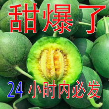 【批發價】綠寶甜瓜脆酥可口新鮮水果時令香瓜5/1斤應季超甜甜瓜