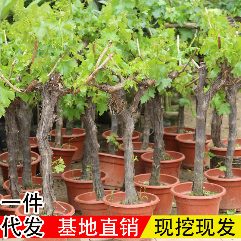 葡萄树苖阳光玫瑰蓝宝石盆栽晴王爬藤南方北方种植巨峰无核葡萄苗