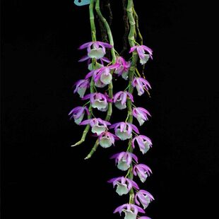 ��ʯ�� ���_�� �������B �ۻ��ܾGֲ���� ���m�����m���������