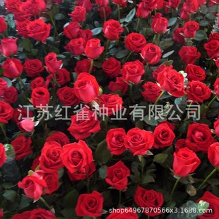 õ��N�ӏS�����lɢ�b�t��õ�������l�����ļ��҃Ȼ��ܷN�ӝM����