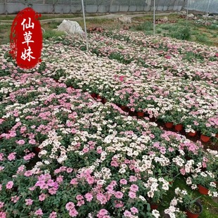 Beauty Cherry, Fine-Leafed Beauty Cherry, Perennial Beauty Cherry Cup Seedlings, Multi-Color Lollipop Beauty Cherry
