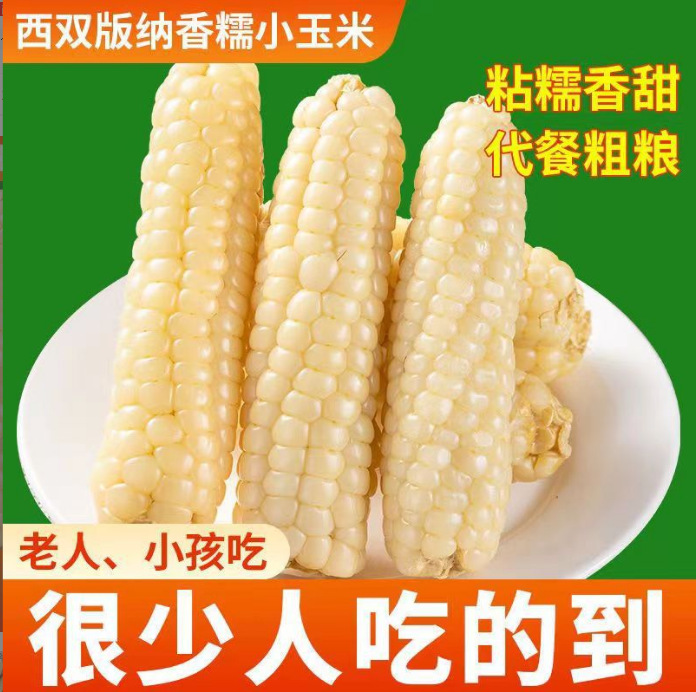 云南西双版纳拇指玉米即食早餐代餐新鲜傣家甜香糯迷你手指小玉米