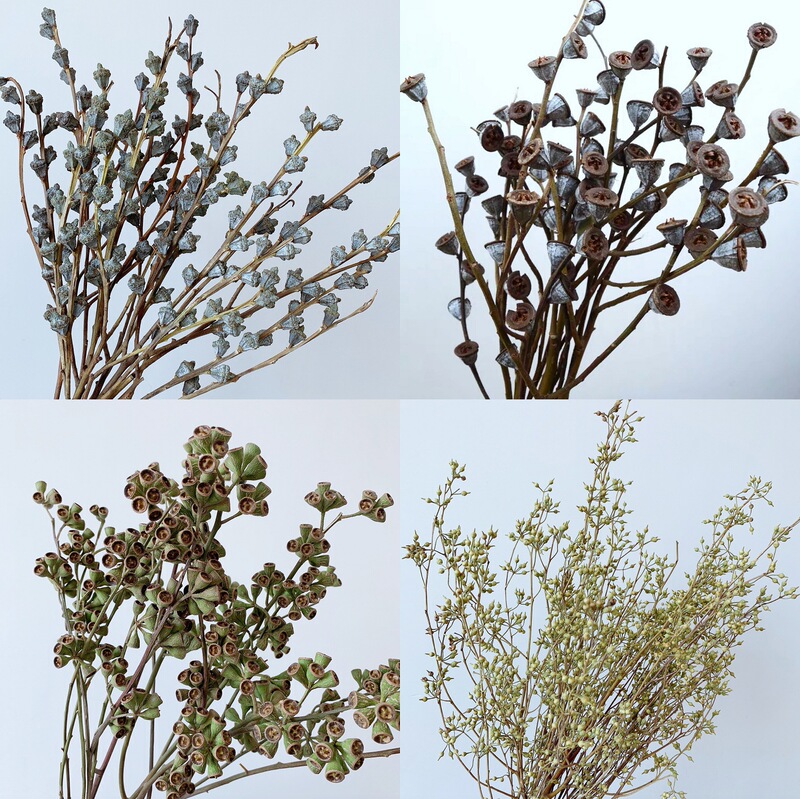 Zombie Fruit Eucalyptus Dried Flowers Real Flowers Dried Branches Eucalyptus Fruit Home Decoration Aromatherapy Material Package Flower Arrangement