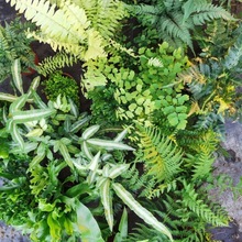 蕨类植物新款好养耐水族墙高档蕨类植物盆栽组合水陆缸热带雨林