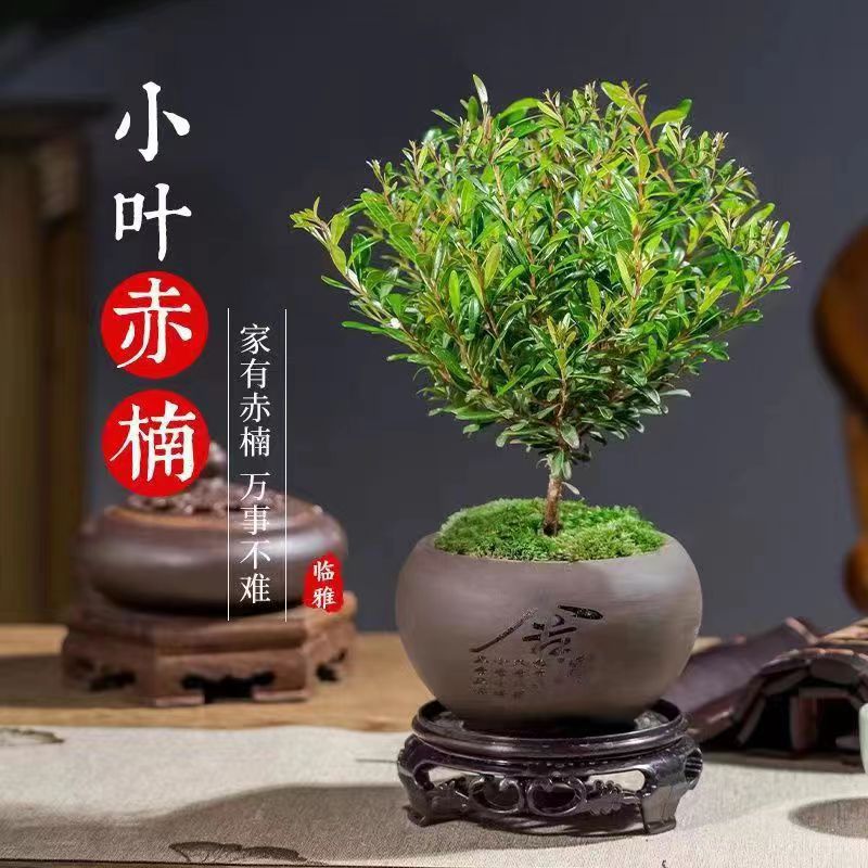 小叶赤楠植物盆栽老桩花卉盆景办公室内好养四季常绿陶瓷盆绿植