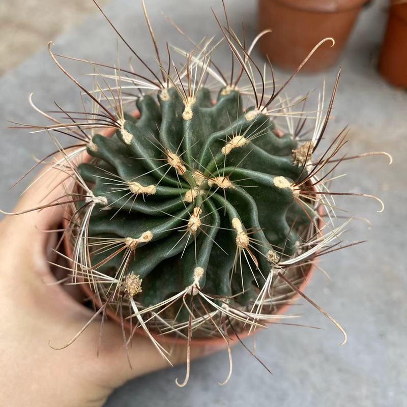 大仙人球コレクション、鉢植えの開花仙人掌、多肉植物、星兜瑞昌玉、玉龍鳳玉、玉翁|undefined