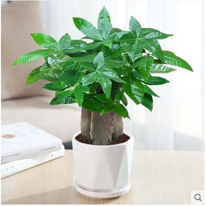 Three-pole money tree [white diamond]