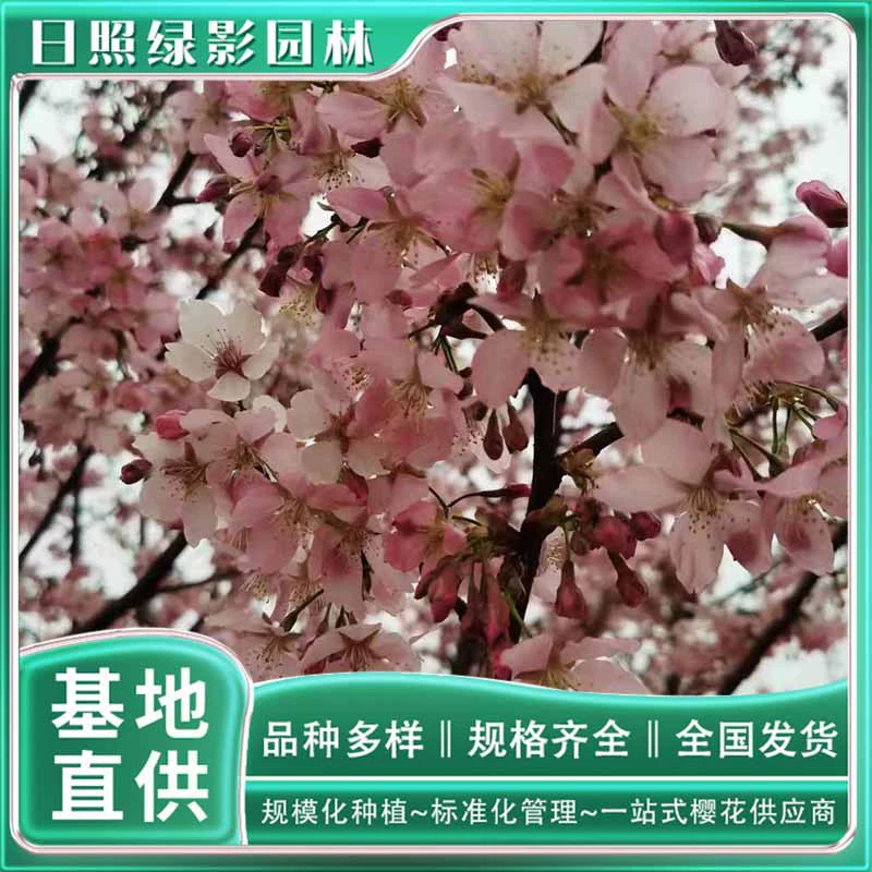 Сколько стоит саженец розовой вишни размером 7 см? Где я могу купить розовую вишню?