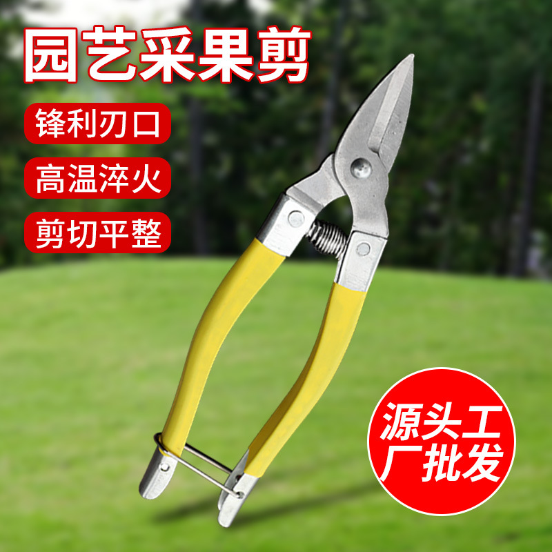 罗定果剪刀树枝果树剪子园艺园林修枝剪 摘果稀果剪刀采果剪橘子