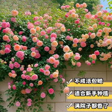 蔷薇花苗藤本月季墙微花树爬藤植物花卉盆栽阳台玫瑰四季开花爬墙