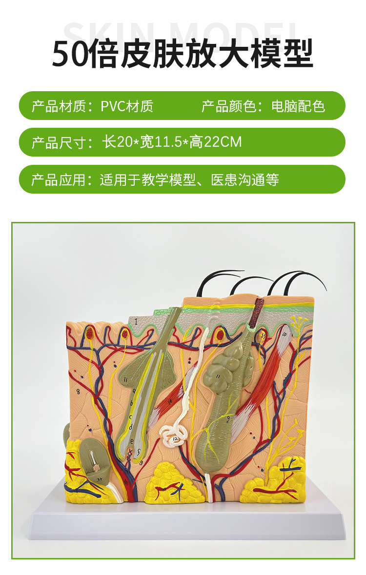 皮肤放大-_09--新改尺寸