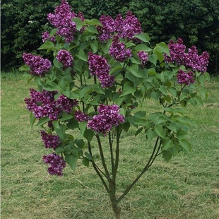 Garden Plants Aromatic Florals Potted Flowering Plants Lilac Saplings Flower Seedlings Lilac White Lilac Seedlings