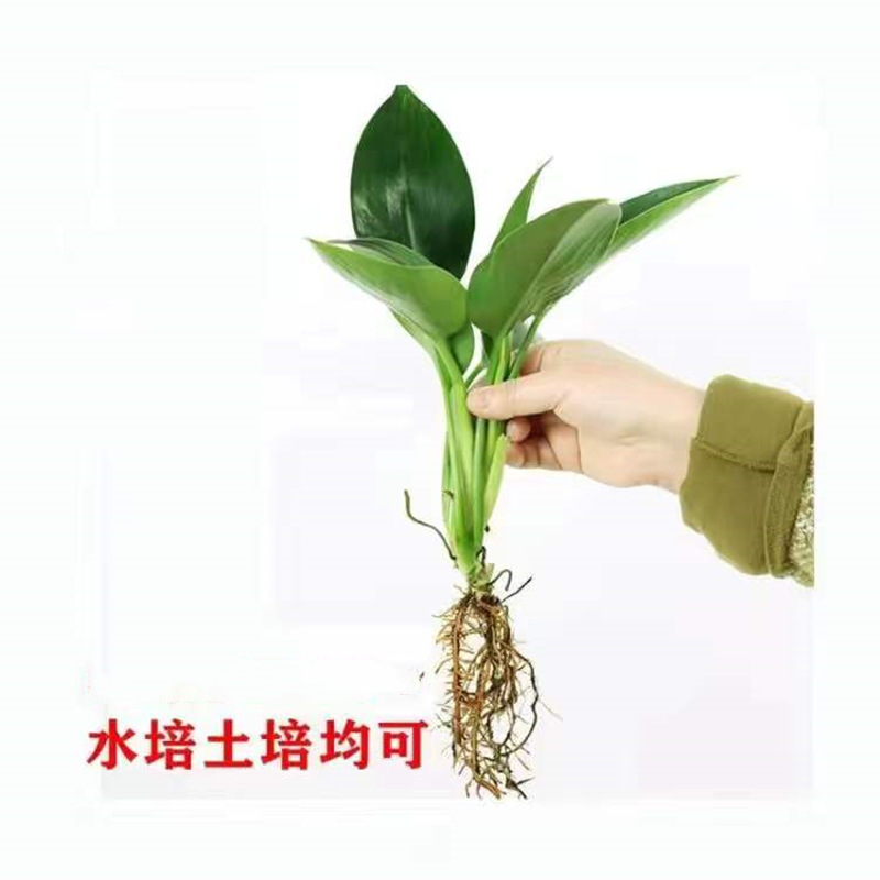 逸品の金ドリルの鉢植えの植物の緑の王女の水培緑植はホルムアルデヒドを除いて放射を防ぐ室内の多肉の四季がよく養います。|undefined