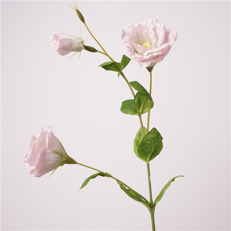 촉촉한 도라지-라이트핑크