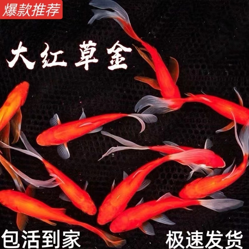 赤草金魚は育てやすい、長尾赤草観賞魚、鯉、活冷水魚、鯉、赤草淡水魚|undefined
