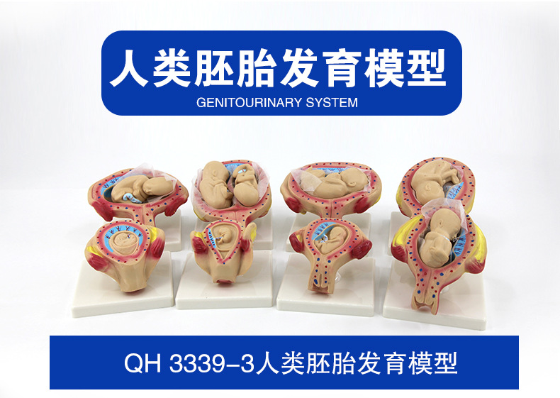 人类胚胎发育模型_02.jpg