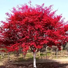 �ձ��t�������ļ��t�����ͺ��t�輧���辰���Դ��GֲͥԺ�G��ֲ