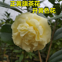 一件代发茶花四季盆栽树苗重瓣山茶花苗室内外绿植耐寒五色赤丹浓