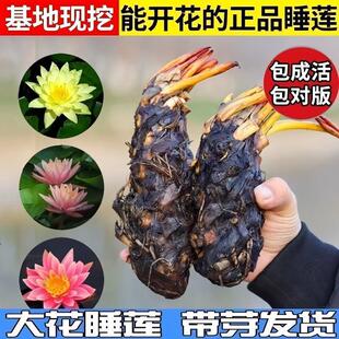 Water Lily Hydroponic Plant for All Seasons, Water-Grown Lotus, Water Lotus Potted Flower, Large Water Lily Root Block with Flower Buds
