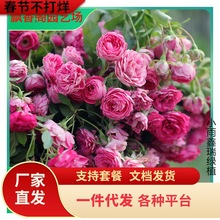 一件代发藤本月季花苗盆栽四季室外庭园地栽胭脂扣爬藤耐寒耐热生