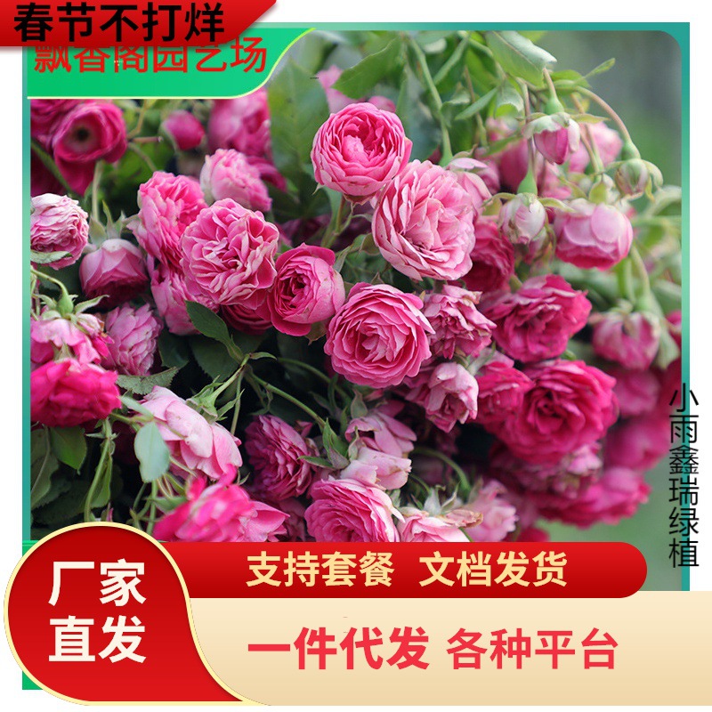 一件代发藤本月季花苗盆栽四季室外庭园地栽胭脂扣爬藤耐寒耐热生