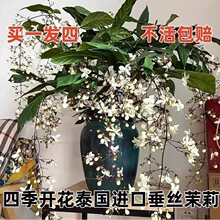 新品红花垂丝茉莉垂枝茉莉花盆栽花卉阳台植物浓香型室内四季开花