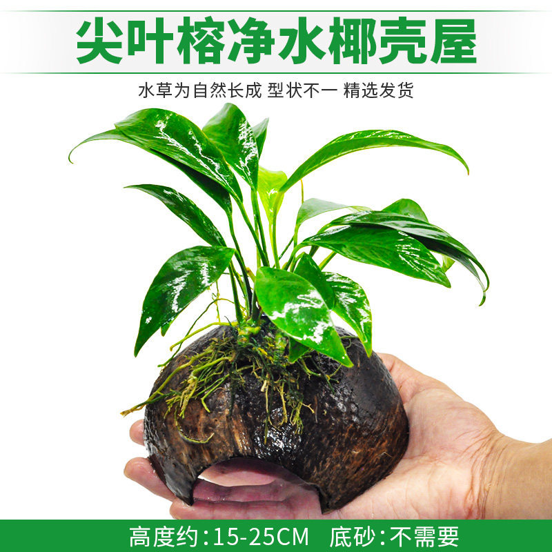 尖叶榕净水椰壳屋