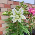 �ٺϻ����������ˮ�ٺ��ļ�������������ֲ�������ʻ����Ի�����