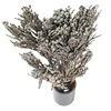 Imported dried flower coral fruit small silver ball small silver fruit plant dry fruit floral flower flower arrangement with grass DIY with material Brunea