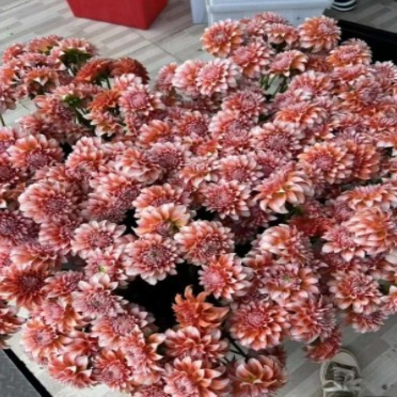 玫瑰花鲜花云南昆明基地批直发百合向日葵红豆家用鲜切水养插|undefined