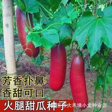 【热卖中】火腿香瓜种子红皮甜瓜种子香蜜甜瓜水果蔬菜种籽四季